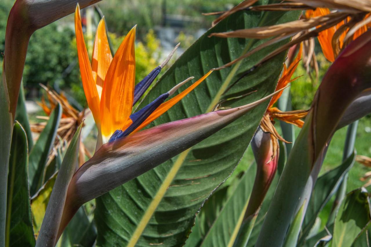 Vila Casa Yucca Forio di Ischia Exteriér fotografie